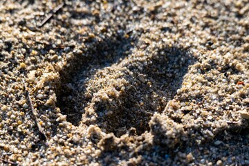 view of footprint of deer