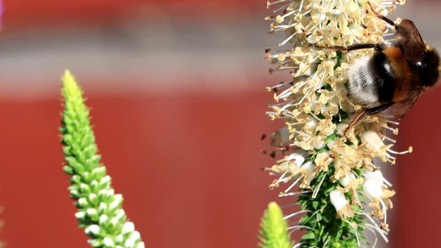 bumble bee macro on flower
