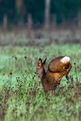 Obraz premium portrait of deer in the grass