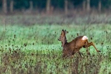 Obraz premium portrait of deer in the grass