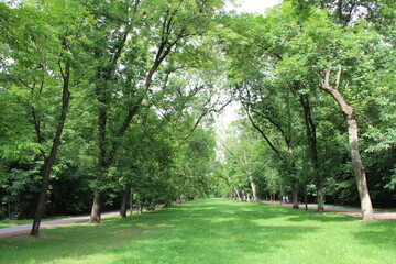 beautiful park with nice promenade path and big green trees
