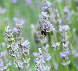 Bumblebee collecting nectar on lavender flowers in summer field