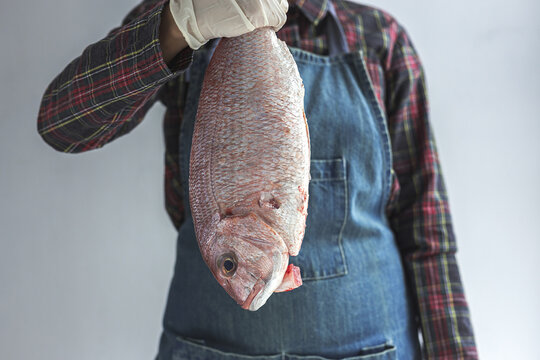 Unrecognizable crop chef wearing apron and gloves standing with raw bream fish in studio