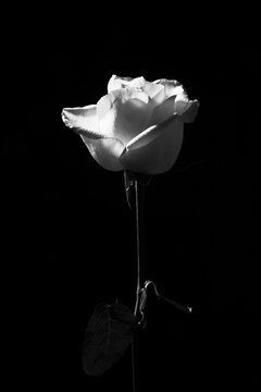 Black and white of gentle blossoming rose flower on dark background in studio