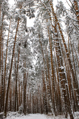 Winter snowy forest. Winter forest landscape