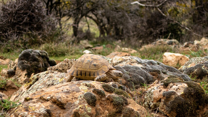african land tortoise in the woods