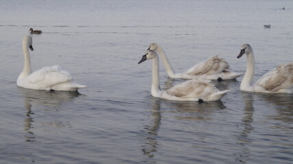 SWANS