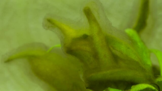 Closeup view 4k stock video footage of green waterplants with ugly overgrowth on leaves. Dirty home aquarium fish tank