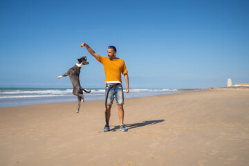 Male owner playing with jumping Pitbull dog on shore on sunny day on background of sea and blue sky