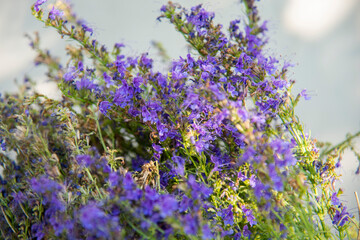 A bouquet of small purple flowers against a white wall with shadows. Semi-blurred background