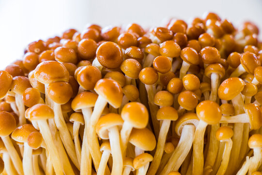 รูปภาพEnoki – เลือกดูภาพถ่ายสต็อก เวกเตอร์ และวิดีโอ11,531 | Adobe Stock