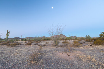 Sonoran Desert