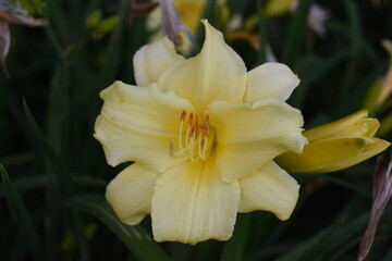 closeup of light yellow flower