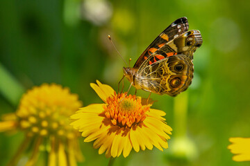 American Lady Butterfly