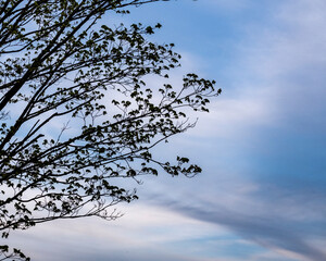 Obraz premium tree in the sky