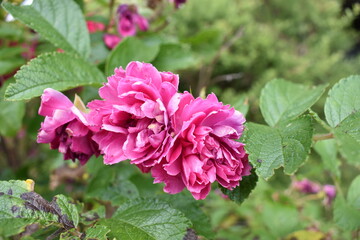 Fototapeta premium closeup of pink flowers with green leaves in the background
