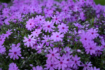 Obraz premium Flowers