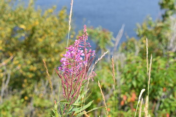 pink flowers in front of a field by the water