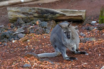 Wallaby, a macropod native in  Australia, living in captivity, sitting on the artificial surface of its enclosure. It is endangered species because of disappearing of its habitat or living space. 