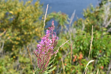 pink flowers in front of a field by the water