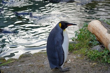 King penguin, in Latin called Aptenodytes patagonicus, in lateral view. He is standing on a bank of a small pond in the enclosure and is looking for another birds of flock. Animal living in captivity.