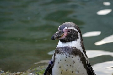Portrait of Humboldt penguin in Latin called Spheniscus humboldti, living in captivity. A lateral view close-up with water surface on the background providing a lot of copy space. 
