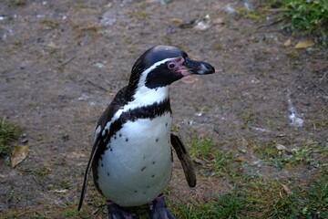 Naklejka premium Humboldt penguin in Latin called Spheniscus humboldti, living in captivity and walking around in an enclosure. Half lateral view on the bird exposing its chest and belly, the head turned to the right.