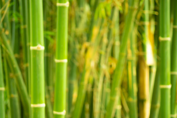 The picture intended to blur the bamboo.A blur of green bamboo plants.
