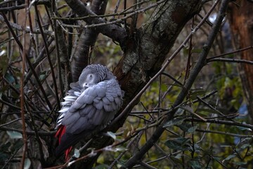 Grey parrot, in Latin called psirttacus erithacus, sitting in the tree crown. He is crouched, the beak hidden under one of his wings, he predents to be sleeping but his eye is open, observing. 