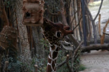 Giraffe, in Latin called Giraffa camelopardalis, head in lateral close up view. She is looking for food. It is an animal living in captivity in enclosure arranged to resemble to its natural habitat. 