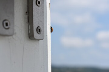 closeup of a small red ladybug on a white wooden post