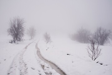 Scenery of leafless trees growing in row on snowy ground on misty day in winter
