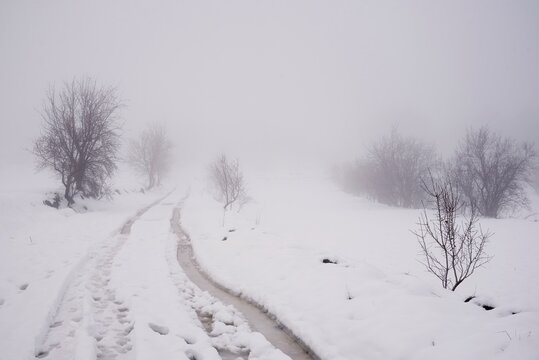 Scenery of leafless trees growing in row on snowy ground on misty day in winter