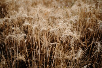Dry wheat spikes growing in agricultural field during drought caused by global warming