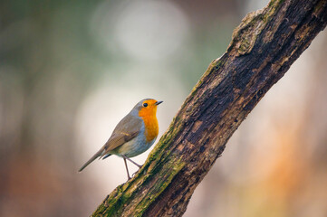 Robin sitting on a branch