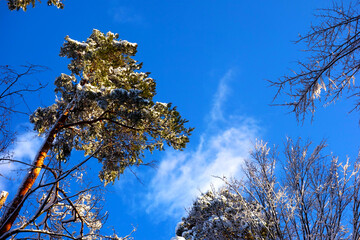 Snow covered treetops in a fairytale forest under beautiful clear day