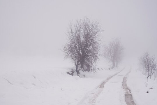 Scenery of leafless trees growing in row on snowy ground on misty day in winter