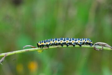 Lettuce shark, Cucullia lactucae larva on plant