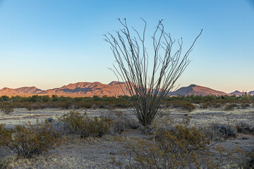 Sonoran Desert