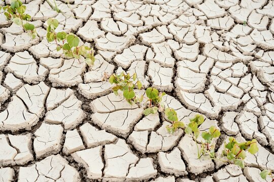 Rows of green seedlings growing in dried cracked waterless soil in agricultural field during drought