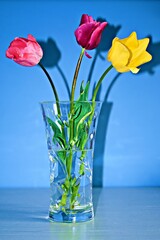 closeup of three blooming tulips in glass vase on a blue background