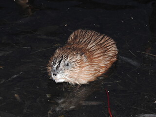 Muskrat in shallow water