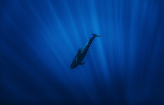 From below of amazing pilot whale swimming in dark blue sea water in evening