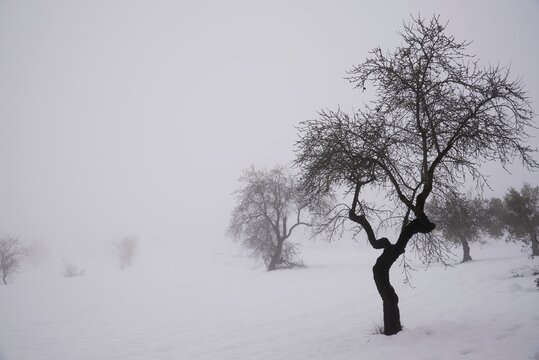 Scenery of leafless trees growing in row on snowy ground on misty day in winter