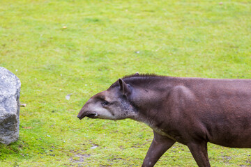 Close up view of tapir on nature. Wild animals concept. Sweden.