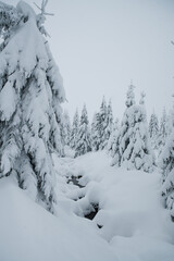 winter landscape of Jizera mountains, scenery covered by fresh powder snow, beautiful view on the snowy trees and the stream