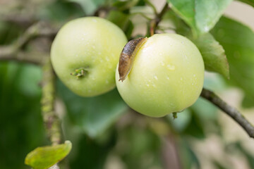 slug crawls through a green wet apple