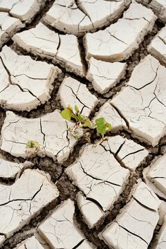 Rows of green seedlings growing in dried cracked waterless soil in agricultural field during drought