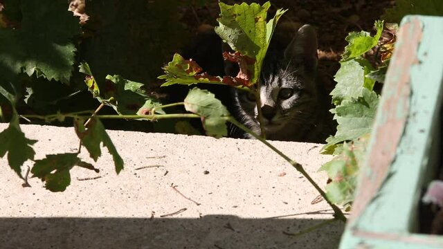 Chat dans les buissons