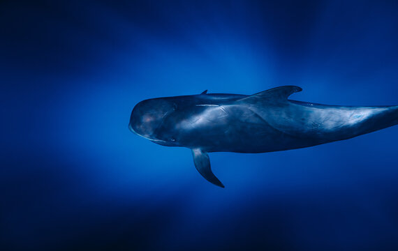 From above of amazing pilot whale swimming in dark blue sea water in evening